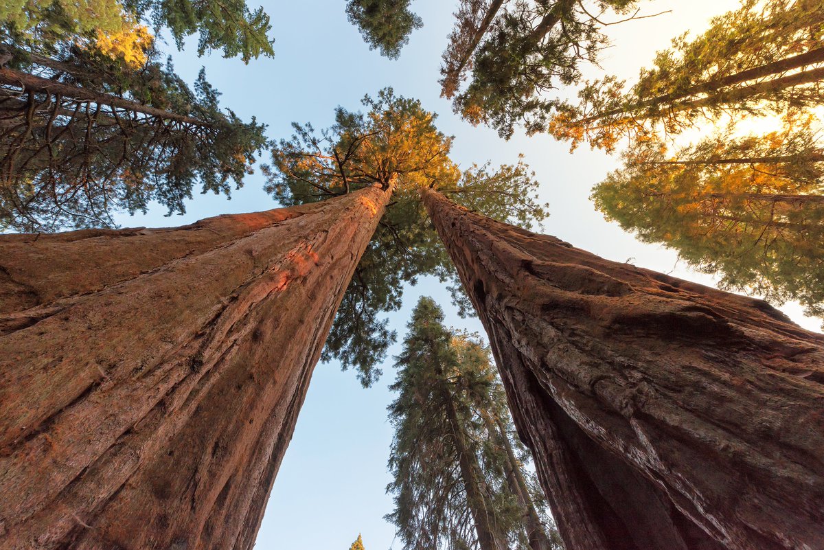 TreesHugged's tweet photo. puny human #thicktrunktuesday https://t.co/szgTx9xwU1