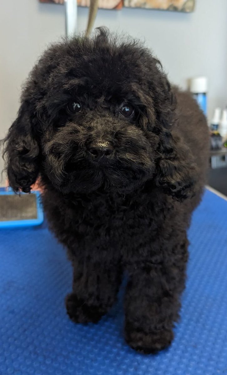 WAGSLIVERPOOL's tweet photo. #Dogsarefamily #dogsofinstagram #dogsoftwitter #scousedogs #scousepets #dogsofliverpool #puppies #cavapoo #scottie #scottishterrier #bichonfrise https://t.co/QClgUCl9Pk