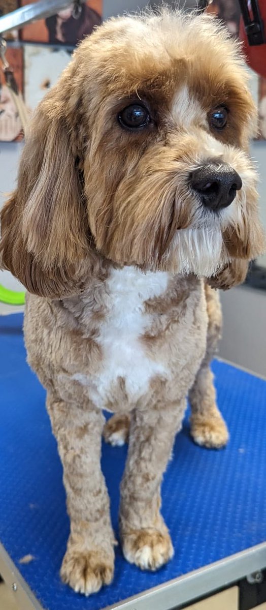 WAGSLIVERPOOL's tweet photo. #Dogsarefamily #dogsofinstagram #dogsoftwitter #scousedogs #scousepets #dogsofliverpool #puppies #cavapoo #scottie #scottishterrier #bichonfrise https://t.co/QClgUCl9Pk