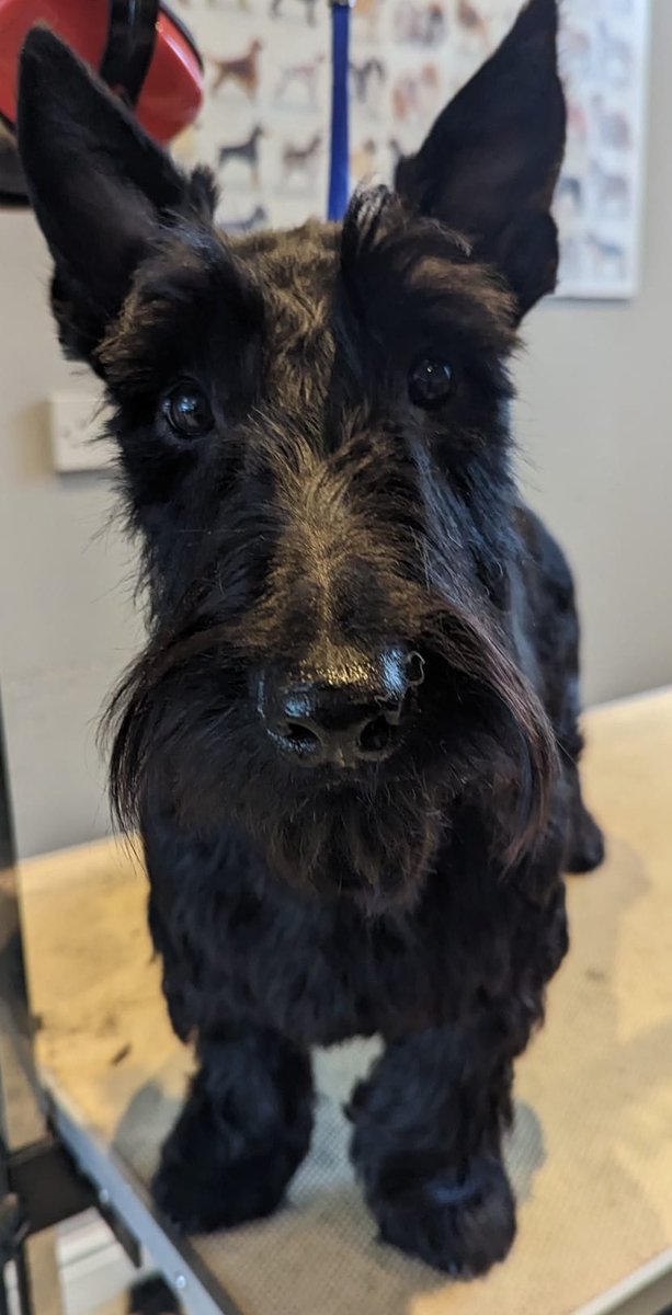 WAGSLIVERPOOL's tweet photo. #Dogsarefamily #dogsofinstagram #dogsoftwitter #scousedogs #scousepets #dogsofliverpool #puppies #cavapoo #scottie #scottishterrier #bichonfrise https://t.co/QClgUCl9Pk