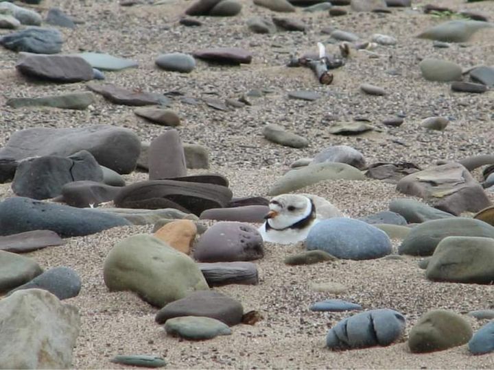 SaveMabou's tweet photo. Mama Piping Plover nesting at West Mabou Beach Provincial Park. Piping Plovers are one of the 18 endangered species that call West Mabou Beach Provincial Park their home. 
 #notagolfcourse #nspoli #savewestmaboubeach

Photo credit: Norman MacDonald https://t.co/II5xwZKpQE