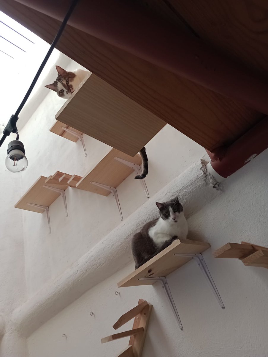 MaferMandarina's tweet photo. Realizando una donación al refugio de gatitos @elcattus, este pasado 26 de marzo del presente año, llevando alimento y productos indispensables para el mismo.✨

Agradecemos a cada una de las personas que nos apoyaron y fueron participes en este gran proyecto. https://t.co/EyT9Izse6m