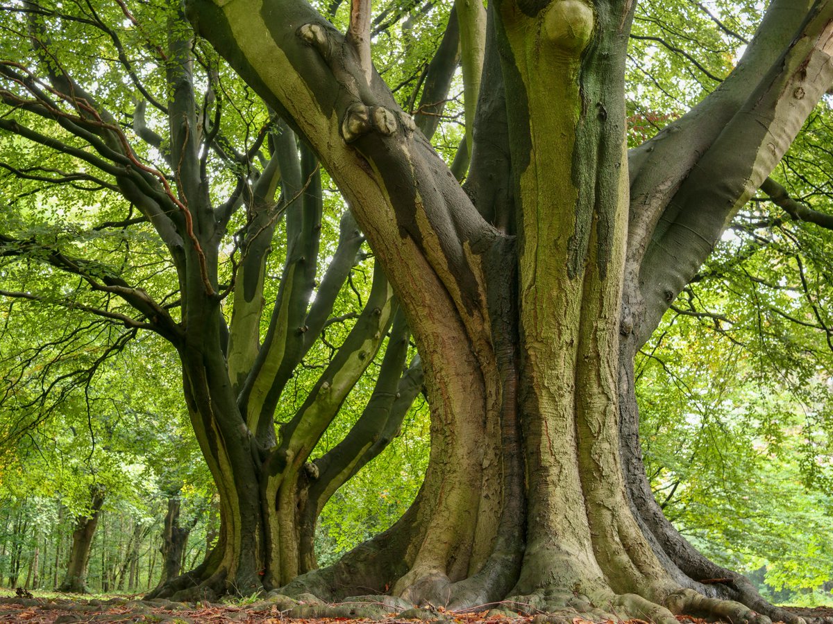 TreesHugged's tweet photo. shhh you cant see them with their camouflage on #thicktrunktuesday https://t.co/ysQlm3RjAP