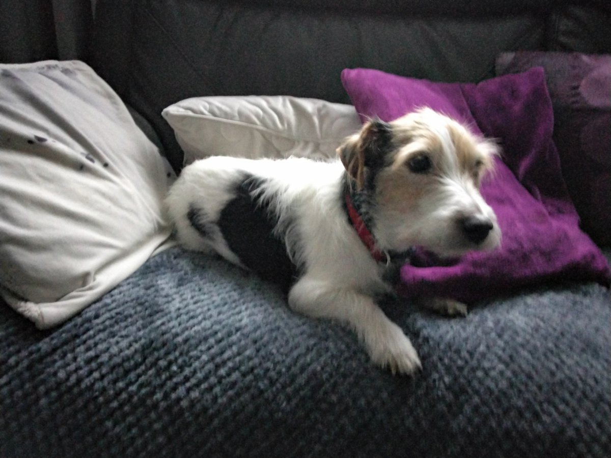 Please retweet to HELP FIND THE OWNER OF THIS STRAY DOG FOUND #DUNSTABLE #BEDFORDSHIRE #UK 
Jack Russell, Male, aged about 6. He's now in the council pound. He could be missing from another region. Please share widely 💔

DETAILS 👇
lostdogsuk.co.uk/lost-dogs/
#dogs #Missing #Stolen
