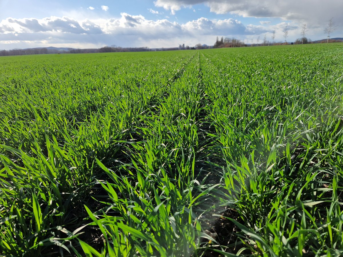 Else Villadsen tweet media