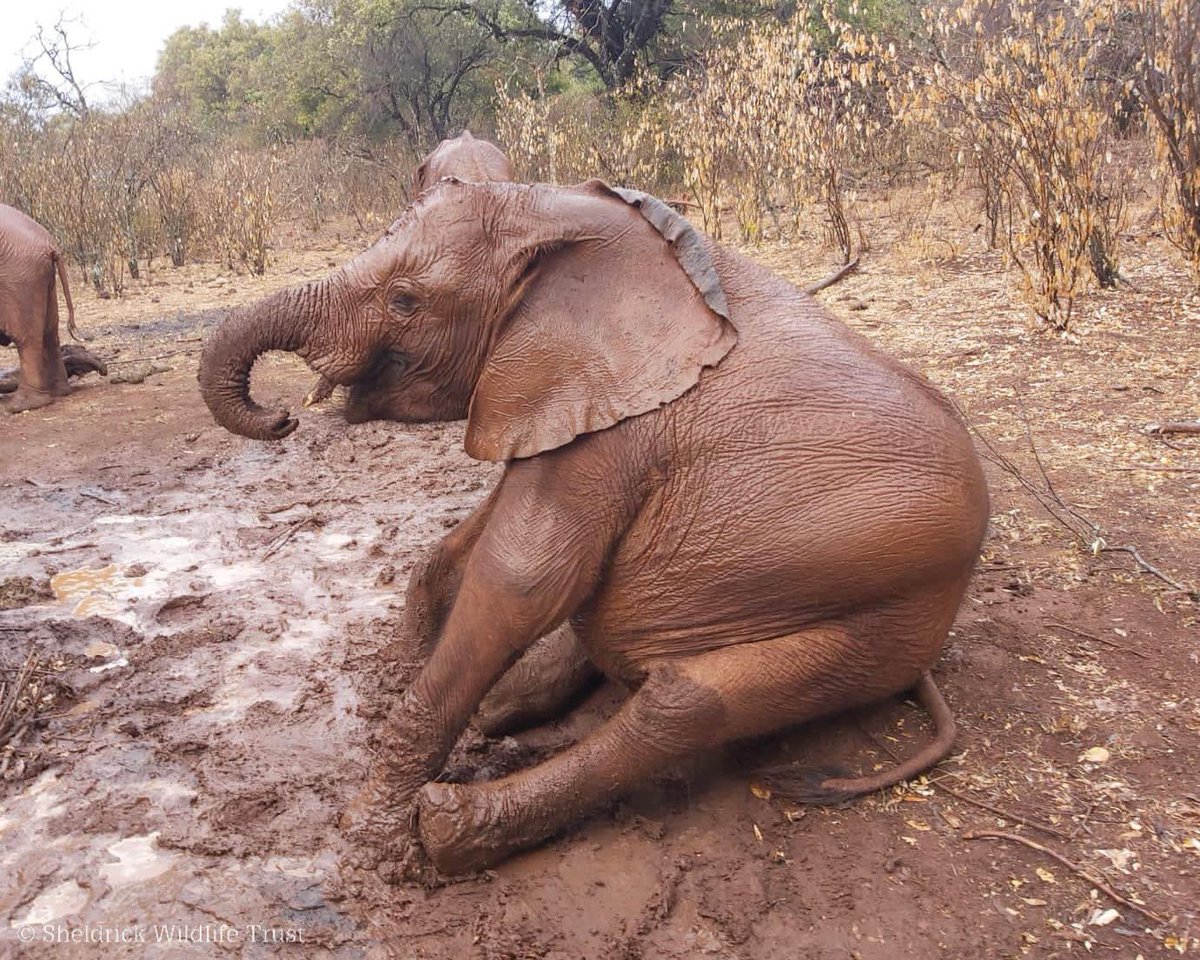 SheldrickTrust's tweet photo. Sitting pretty!
• Relaxing from mini matriarch duties, Kindani sits atop Olorien
• Shujaa forms the base of a baby pile-up, with Nyambeni &amp; Muridjo onboard
• Sweet Latika strikes a thoughtful pose 
• Tingai gives us a ‘behind-the-scenes’ perspective 
 https://t.co/fDgTDzI4pA https://t.co/1pAMAqNdOj