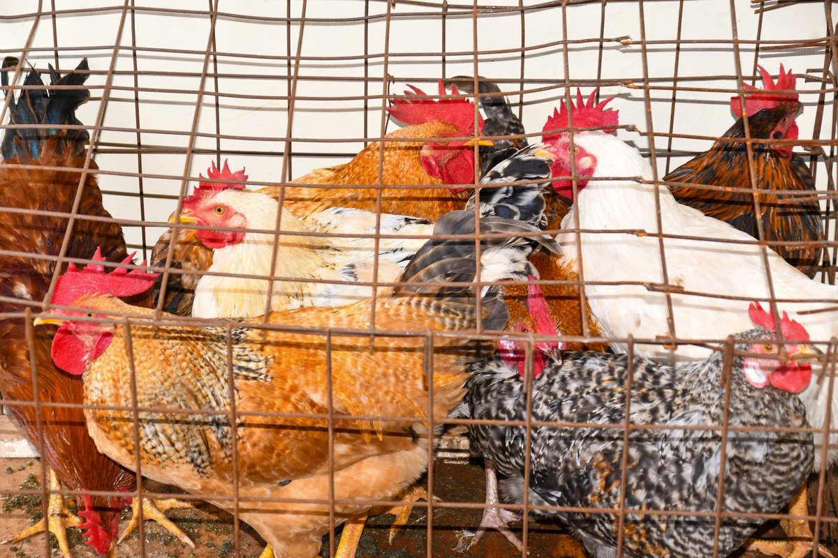 Nandi Chicken Slaughter House Roars to Life  

The first semi-automated Chicken Slaughter House in Nandi County, which will be managed and operated by Poultry Farmers organised under @KochenGei Poultry Farmers Cooperative Society, finally roared into action today.