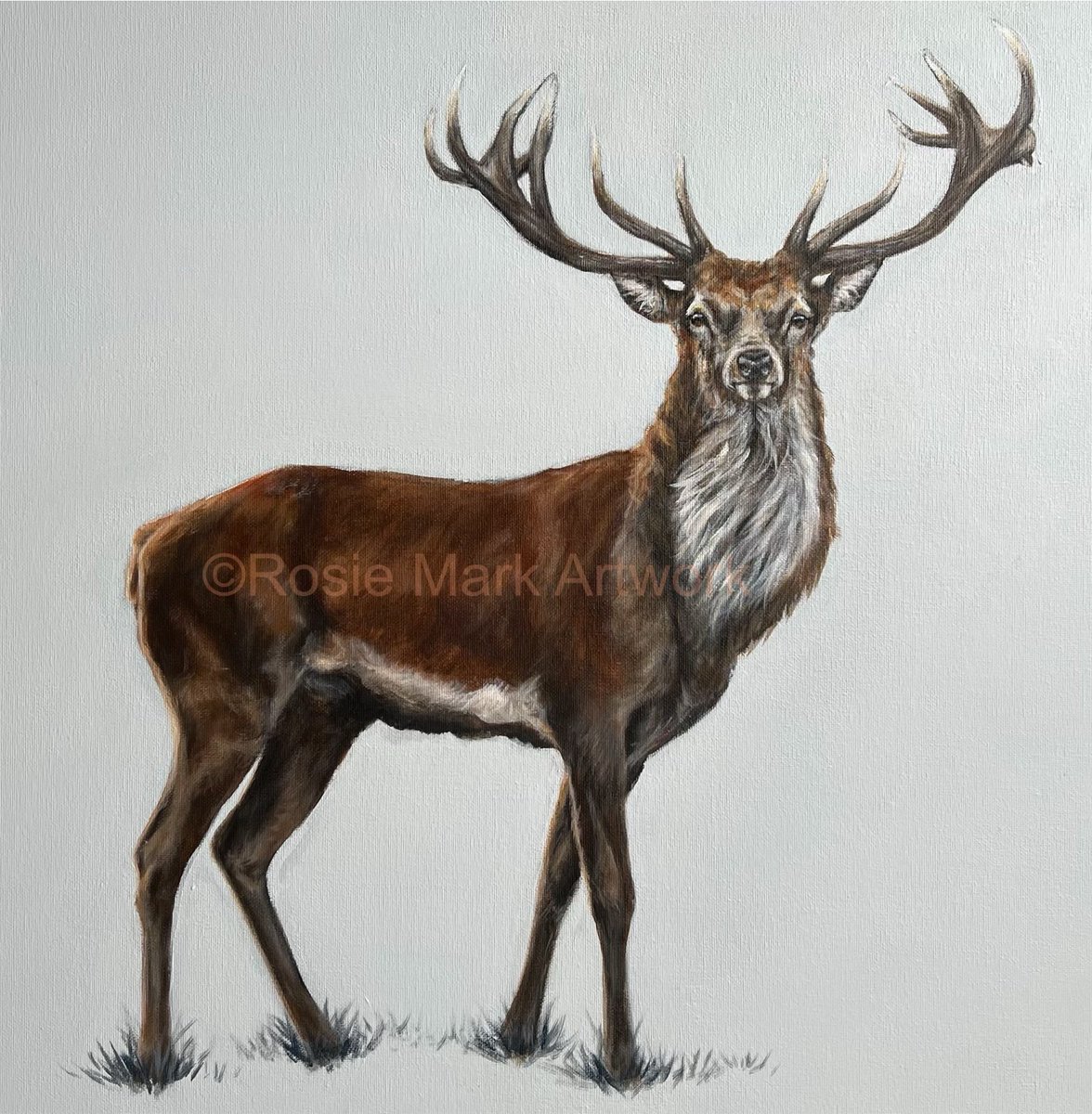 Stag painting 60x60cm commission for a new air bnb in the heart of #Ludlow #stag #commission #visitshropshire #deer #wildlifeart #animalart #forest #woodland @LetsGoLudlow @airbnb #wallart 🦌