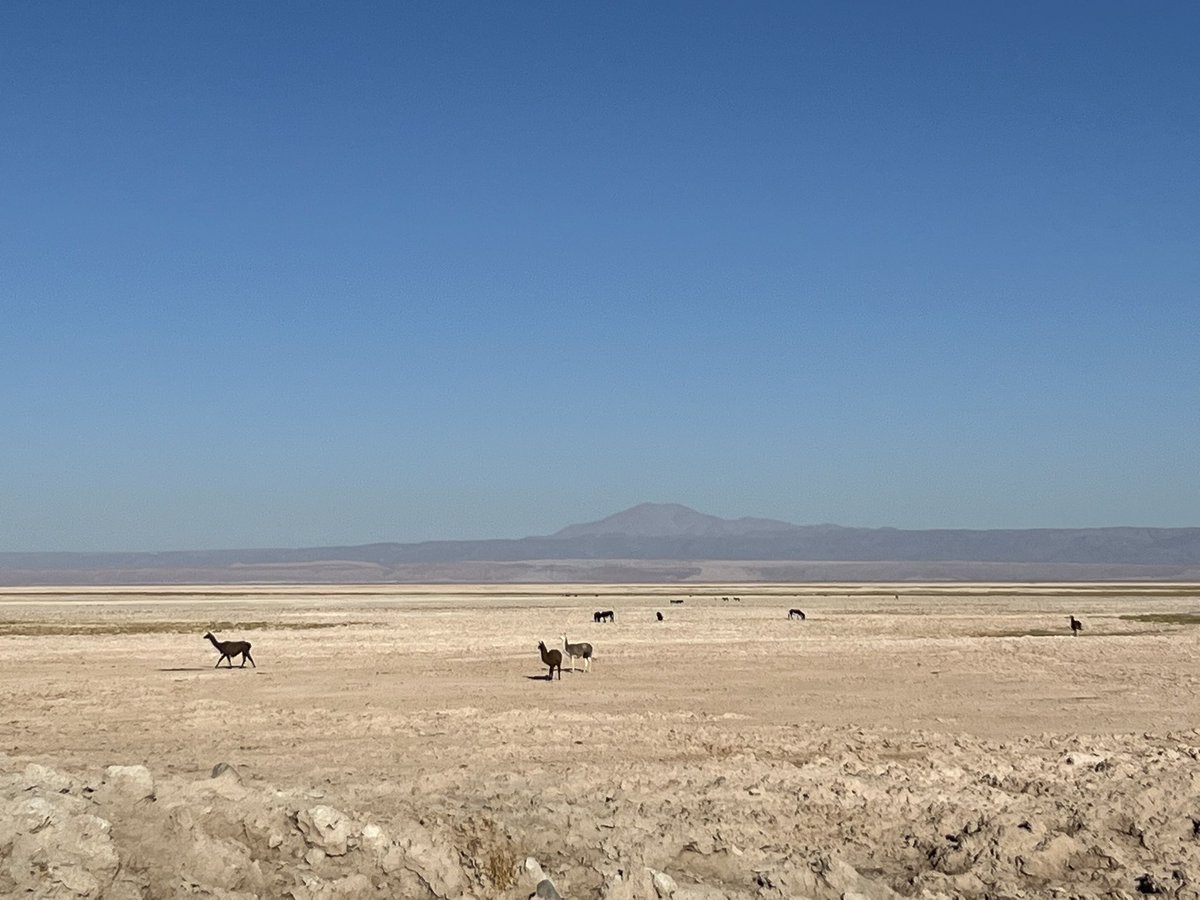 abbybeall's tweet photo. today’s adventure in the Atacama was all about flamingos and llamas 🦩🦙🏜️#newscientistdiscoverytours https://t.co/xwc4PeKr9V