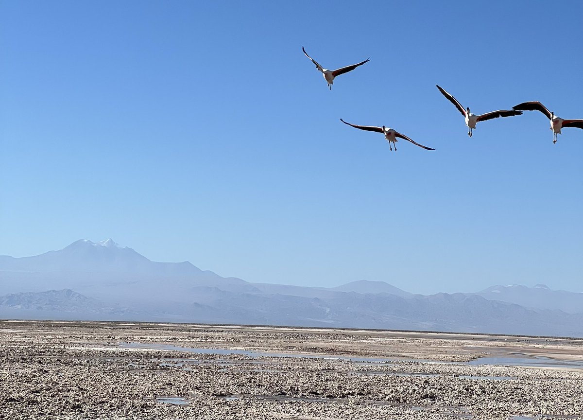 abbybeall's tweet photo. today’s adventure in the Atacama was all about flamingos and llamas 🦩🦙🏜️#newscientistdiscoverytours https://t.co/xwc4PeKr9V