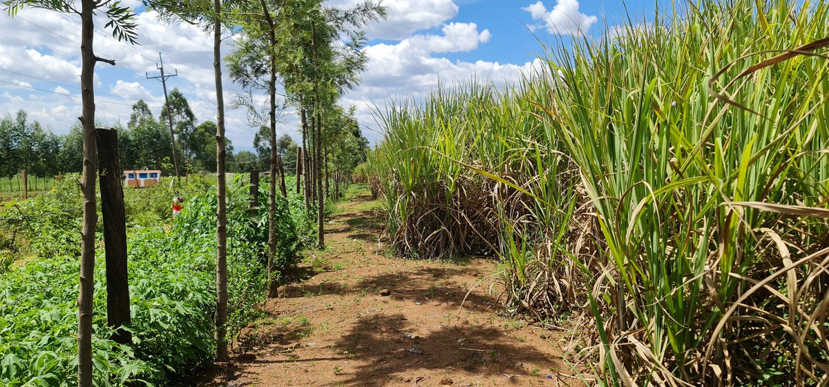 Cathy Cole Ltd tweet media