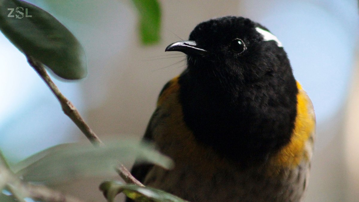 Through world-leading science, we’re creating practical routes to recover one of Aotearoa New Zealand’s rarest birds - the hihi. 

They're helping us reshape wildlife reintroductions globally🧵