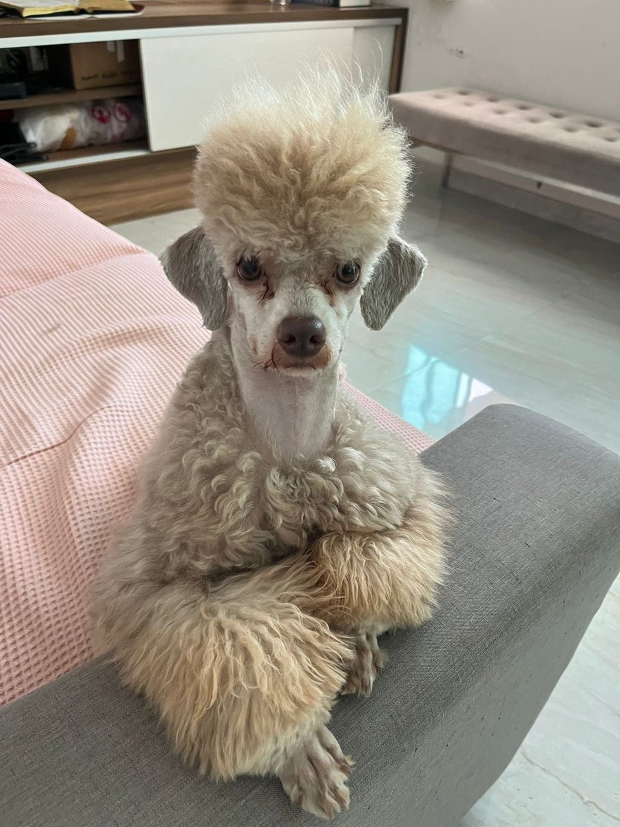 carolinelins's tweet photo. o cachorro da minha tia virou o SID https://t.co/qALwTdIfMH