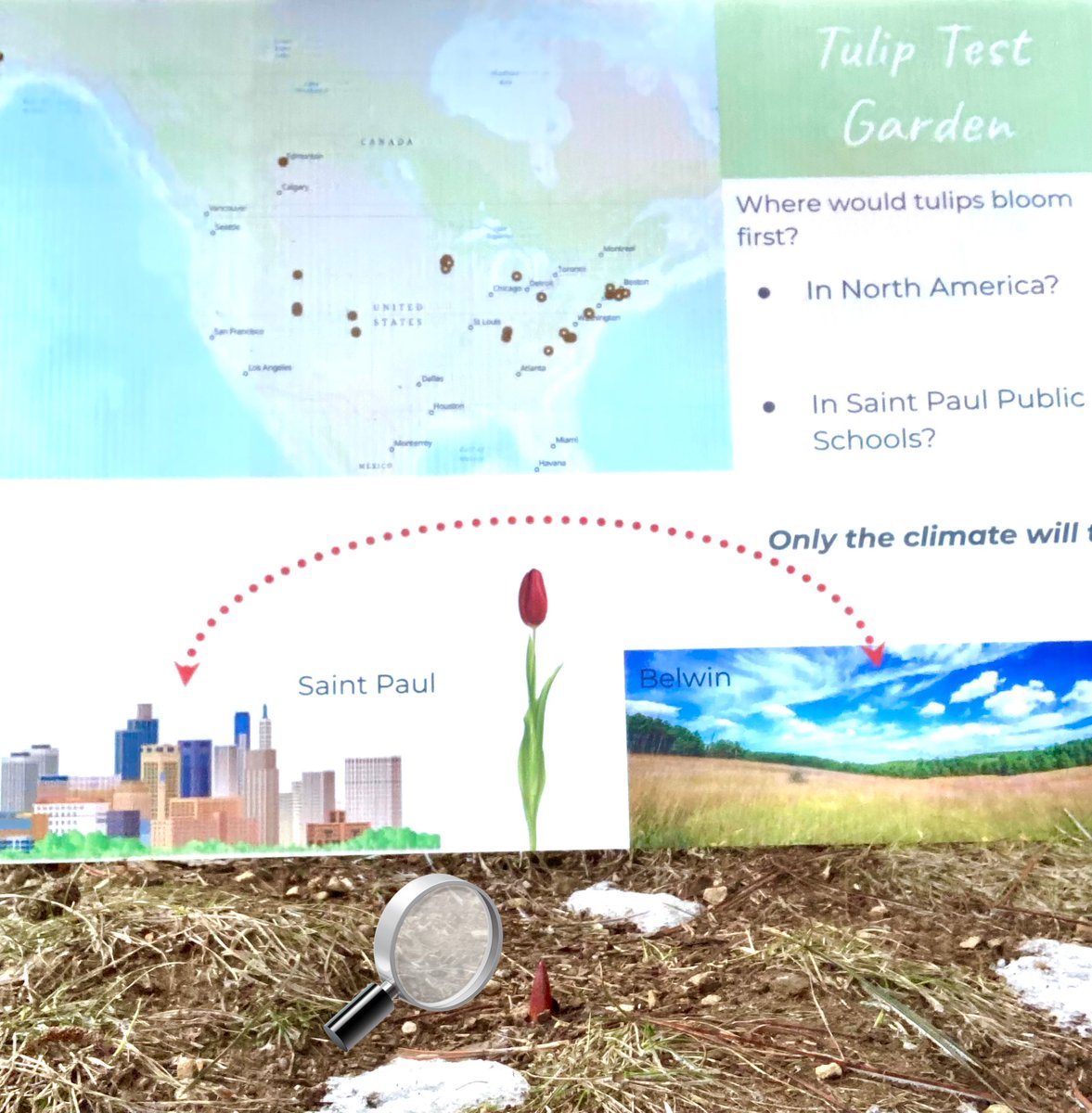 Our <a href="/journeynorthED/">Journey North Ed</a> Tulip Test Garden Tulips emerged on Monday 3/27! Nearly 2 weeks earlier than average of April 8.