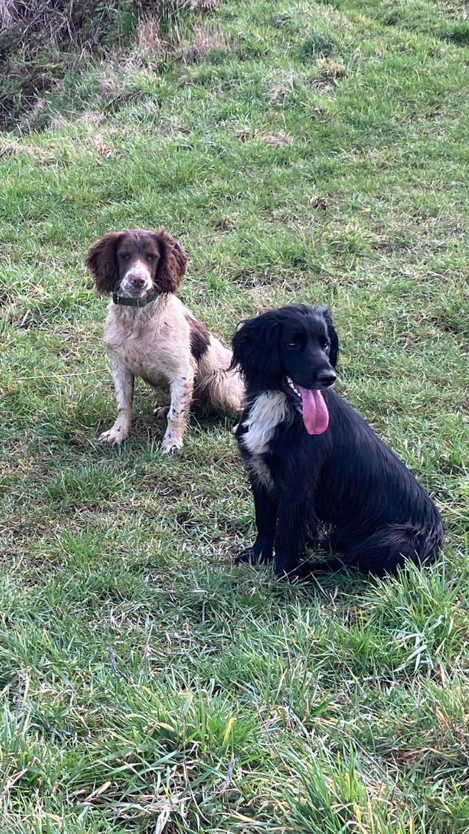 rosiedoc666's tweet photo. Cossack (liver&white 7 month old #sprocker) missing.appears to be local. Nearly dark now so I'm leaving food out ๐ค#Missing from garden near Santa Pod (#Podington/#Hinwick) since 8.30am today 29/3 pls keep eyes peeled.TY
#Northamptonshire
https://t.co/cywE7bZuQa
@JacquiSaid https://t.co/LCu35fO0HD