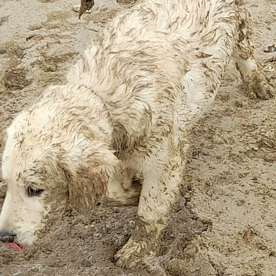 spraggersmatt's tweet photo. FFS Pika the 'golden' retriever having fun #goldenretriever #retriever #puppy https://t.co/fRkNV1n9RF