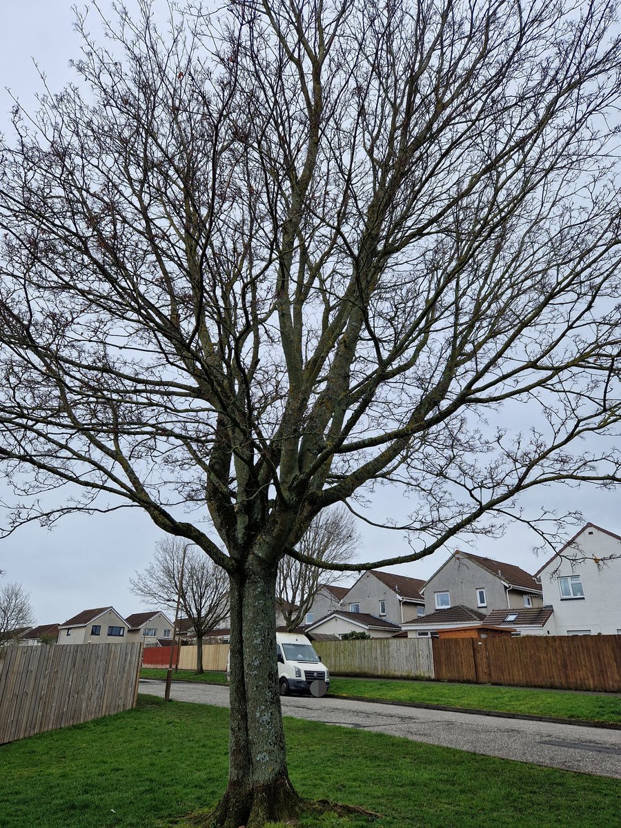 RozEmerson's tweet photo. Anyone know what type of tree this is? It's in Central Scotland. #TreeID #tree #forestry #help #scotland https://t.co/CUCmhPIsNj