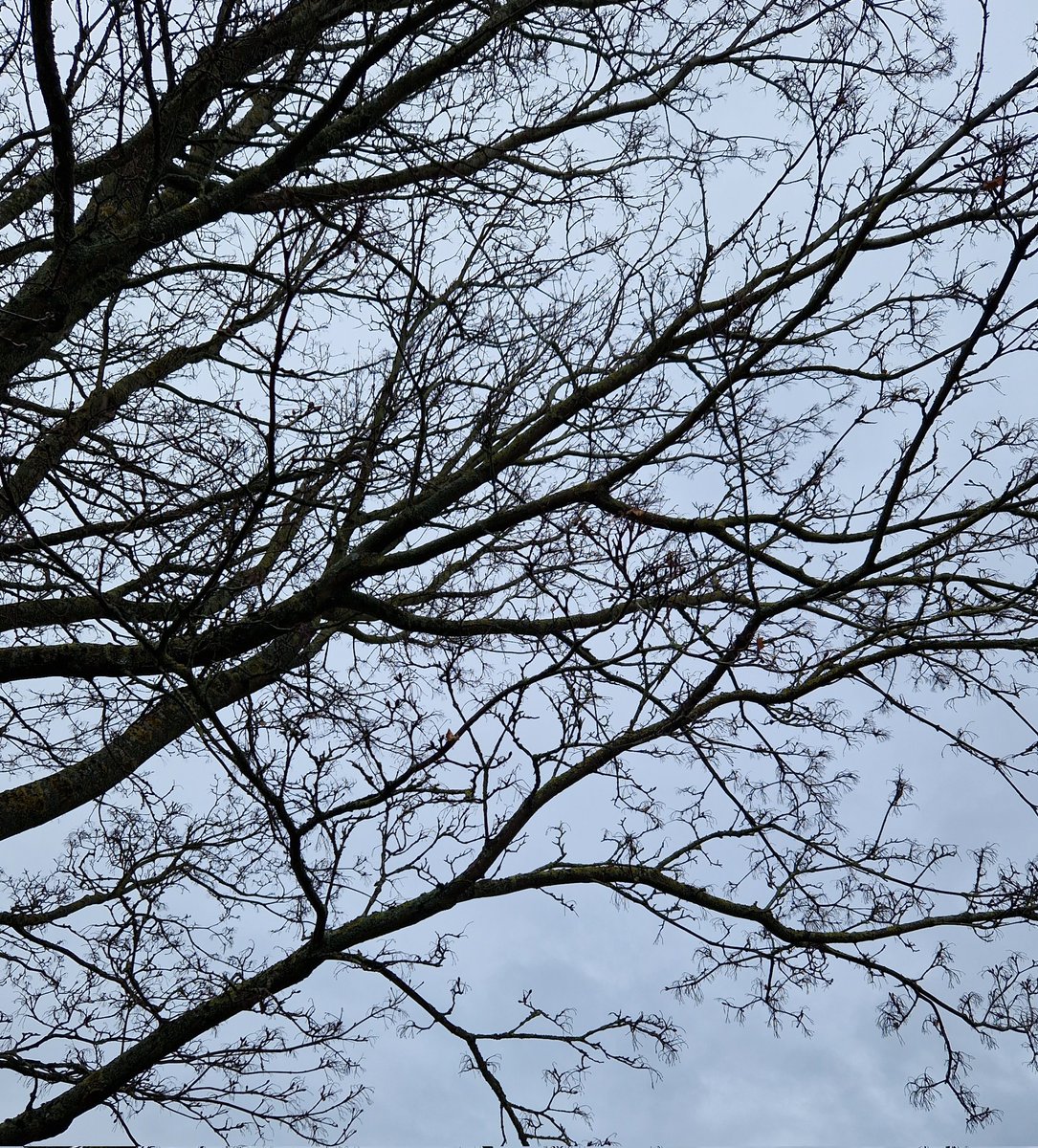 RozEmerson's tweet photo. Anyone know what type of tree this is? It's in Central Scotland. #TreeID #tree #forestry #help #scotland https://t.co/CUCmhPIsNj