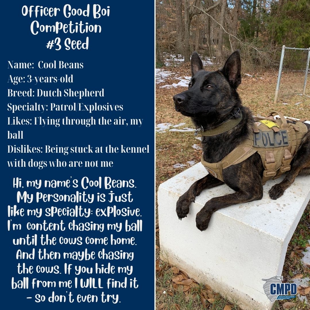 CMPD's tweet photo. There's one spot left in the Final Four of the #officergoodboi bracket! It comes down to two good boys: 3-seed Cool Beans &amp; 7-seed Oso. Cool Beans has a split personality - excitement and more excitement. Oso loves family time and turning you into his own personal couch cushion. https://t.co/cqLQQ2HUNf
