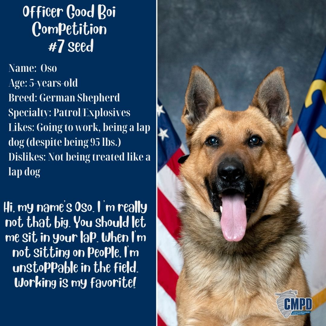 CMPD's tweet photo. There's one spot left in the Final Four of the #officergoodboi bracket! It comes down to two good boys: 3-seed Cool Beans &amp; 7-seed Oso. Cool Beans has a split personality - excitement and more excitement. Oso loves family time and turning you into his own personal couch cushion. https://t.co/cqLQQ2HUNf