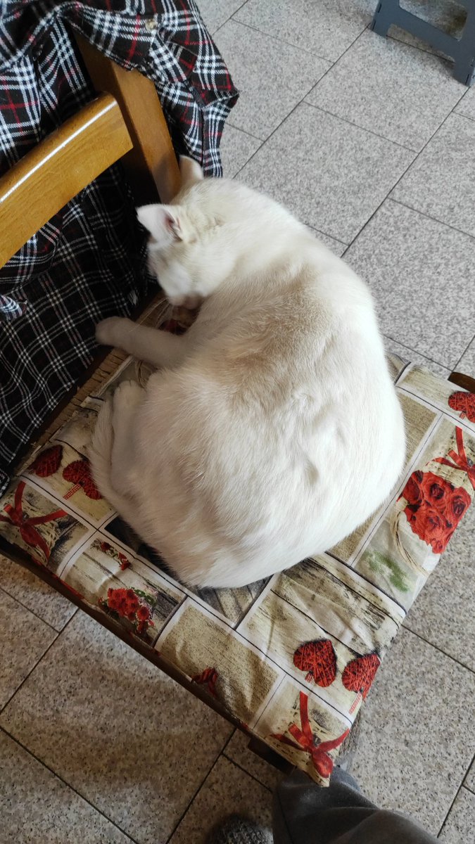 Piumi_66's tweet image. Sulla sedia 🐾✨
#catsofTumblr