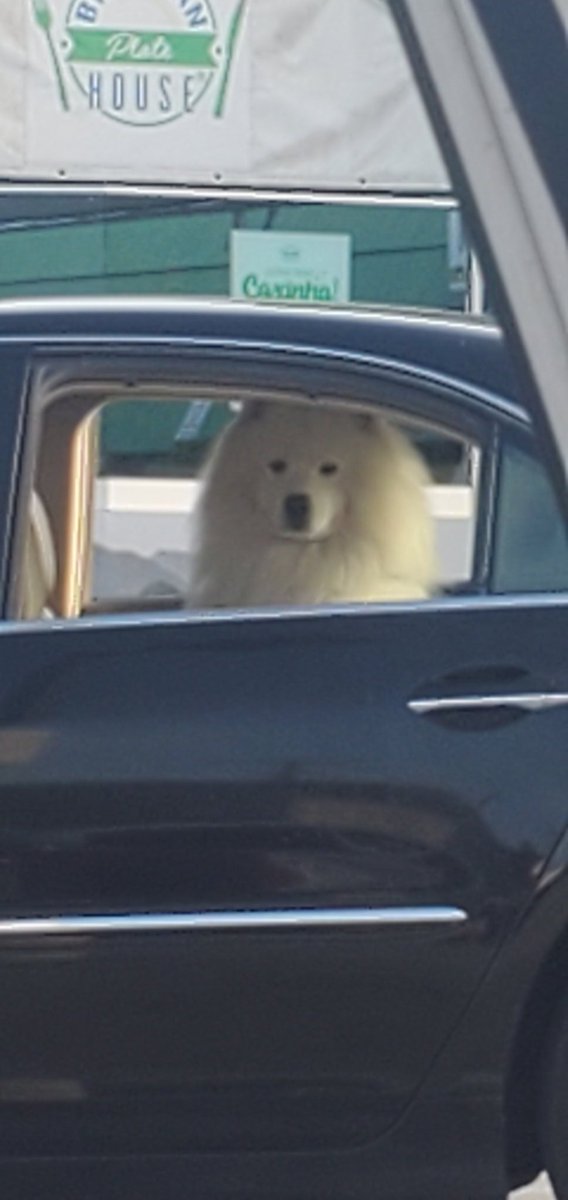 is there a novelty Twitter account for dogs in cars bc there should be