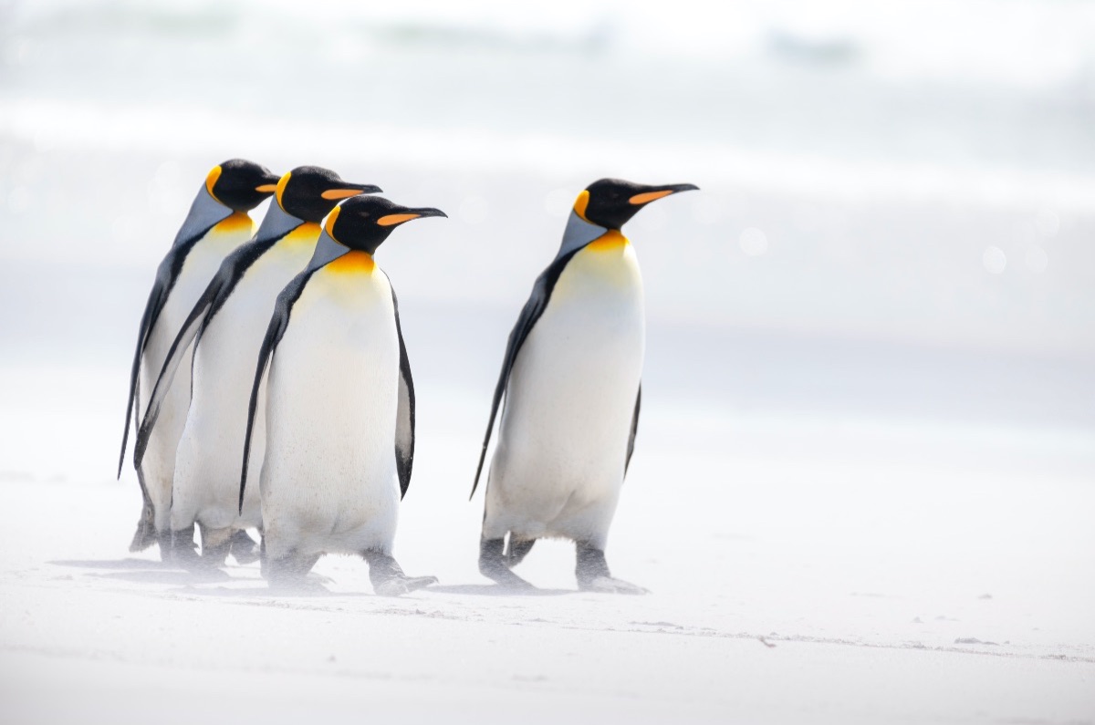 Michelle Theall tweet media