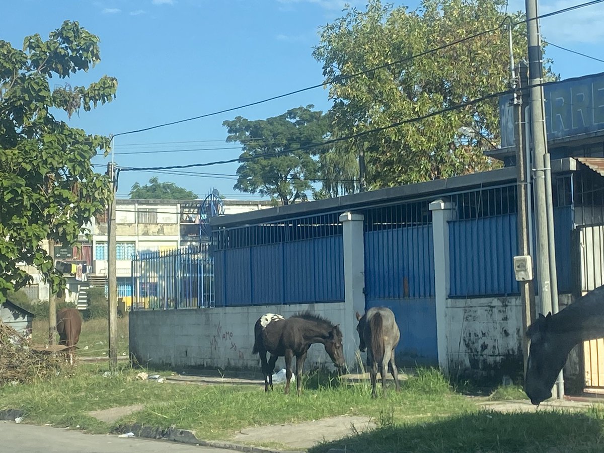 Caballos sueltos cruzaron Hipólito Irigoyen y ahora van por ciudad de azul. Cuidado a los que pasen por la zona y si alguna autoridad puede controlarlos estaría buenísimo para que no haya ningún accidente. @imtransito