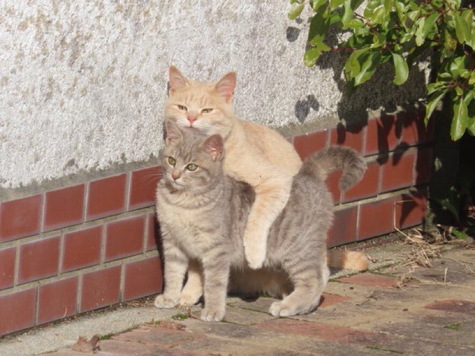  ちっちゃいさん(๑ˊ͈ ꇴ ˋ͈)ꕤおはよーございますꕤ 今日も㋵㋺㋛㋗でｽｰ✨ 