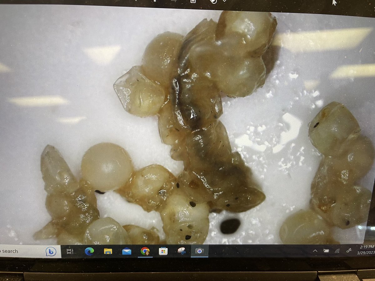 brencole94's tweet photo. 8th science Ss observed perch scales, gills, fins, and eggs under a microscope today. ⁦@NomsMustangs⁩ ⁦@OldhamCoSchools⁩ https://t.co/fVDj7yAdW4