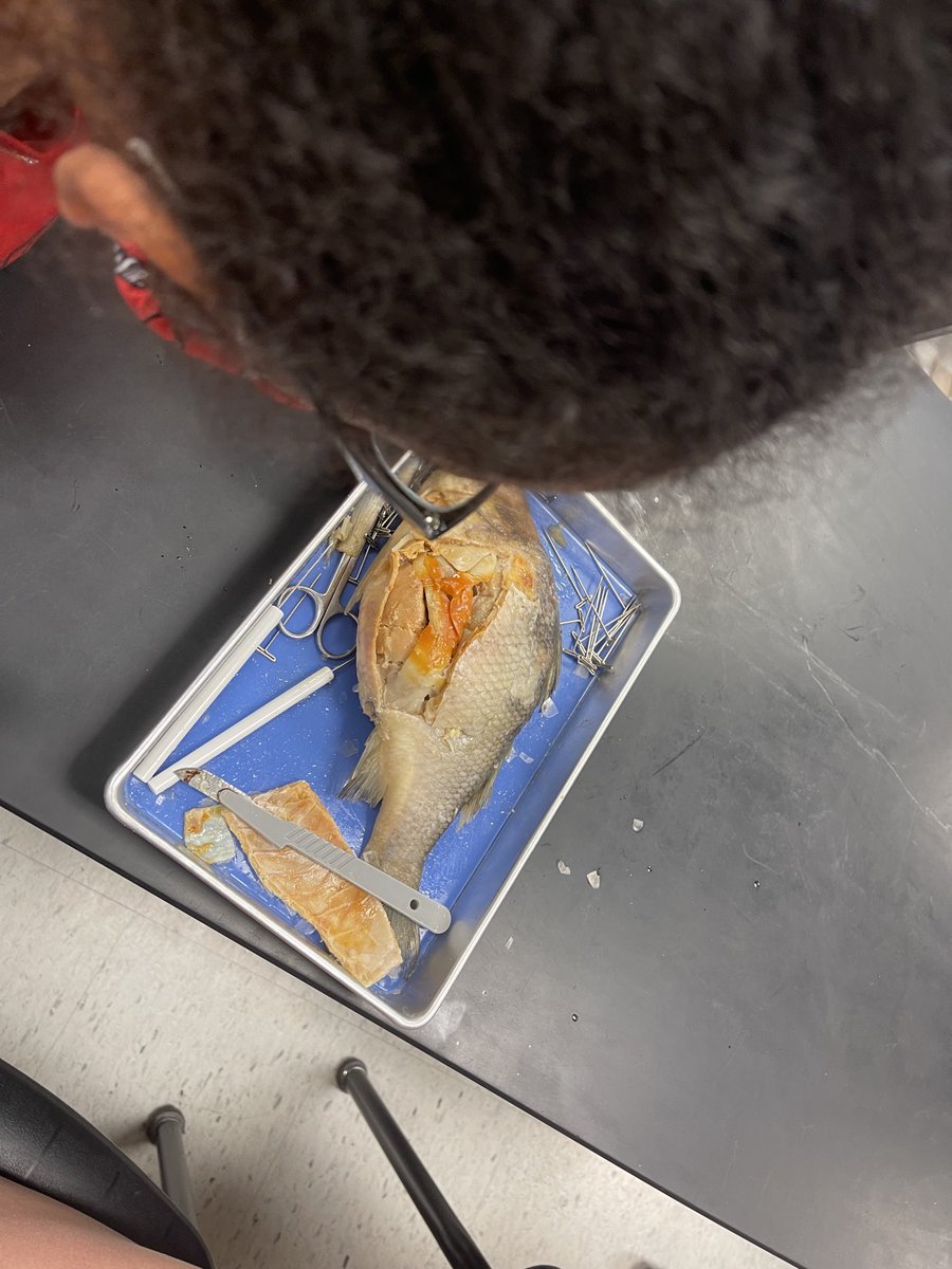 brencole94's tweet photo. 8th science Ss observed perch scales, gills, fins, and eggs under a microscope today. ⁦@NomsMustangs⁩ ⁦@OldhamCoSchools⁩ https://t.co/fVDj7yAdW4
