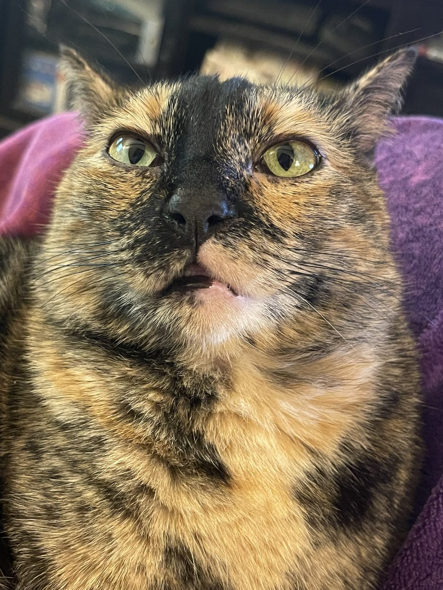 …. Perhaps sneaking those last bites off of his sister’s lunch plate was not the smartest idea Oliver has ever had…but he regrets *nothing*! 
NOTHING! 😼

(He looks positively STUFFED!) 

#CatsOfTwitter #CatsOnTwitter #cats #cat #LunchBreak #Naptime