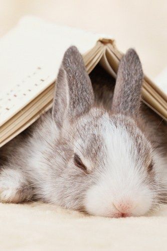 Bunnies (@rabbiteveryhour) on Twitter photo 