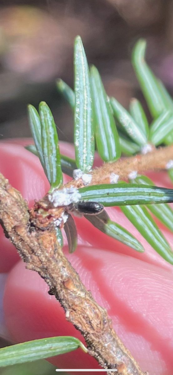 Taylore Tomlinson tweet media