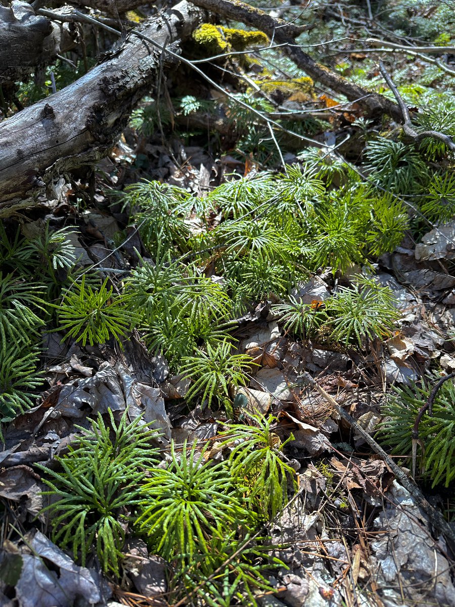 Taylore Tomlinson tweet media