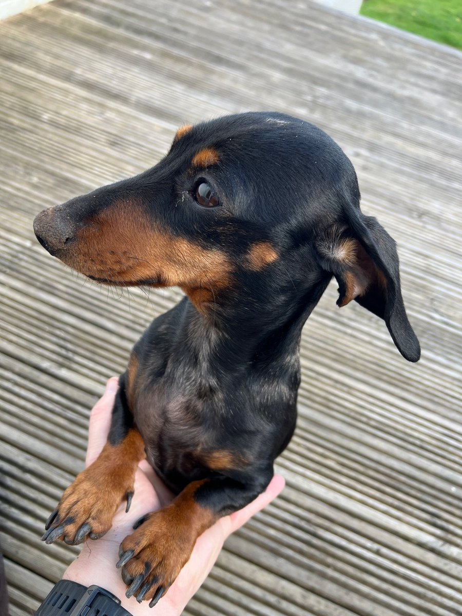 SausageThea's tweet photo. #PawsForPaul 🕯️ 💕 💔 🐶 https://t.co/VwePCMTWHQ