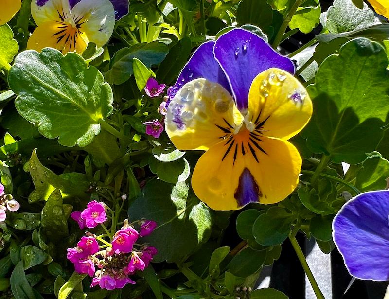Natureworks Garden Center & Landscaping tweet media