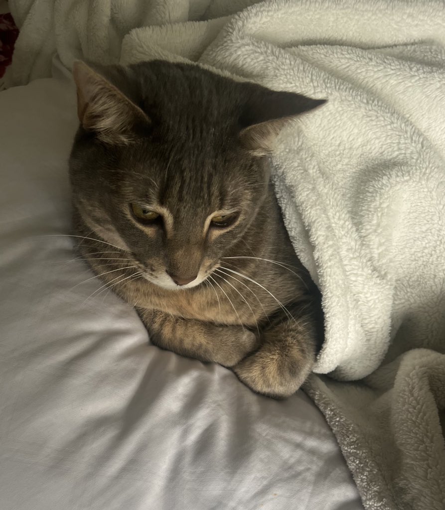 Keren ¹⁸⁸ on Twitter "Hes under my blanket and resting on my pillow