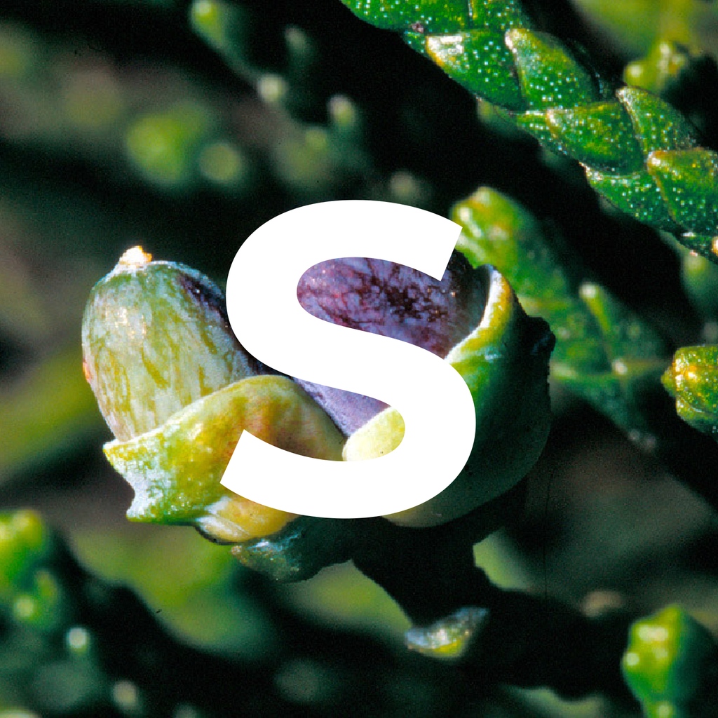 🌳 Trees That Count 🌳 tweet media