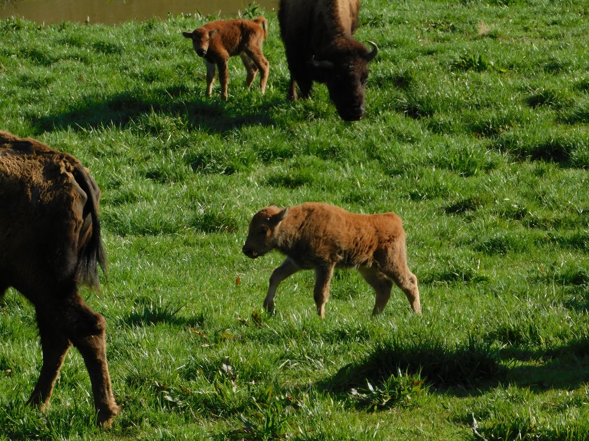 LandBtwnLakes's tweet photo. There are 4 new bison calves at the South Bison Range! This is a little earlier than we are used to seeing them. Not that it's a competition, Elk & Bison Prairie, but the score is 0 to 4- get it together! #nationalmammal #bison https://t.co/LDbuJjuOkV