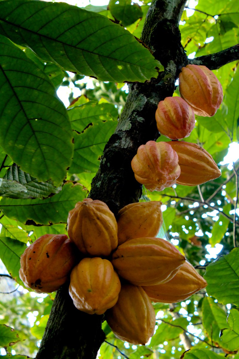 The world is home to over 60,000 different #treespecies 
🌱 Introducing: Cacoa Tree

🍫 The cacao tree is a tropical evergreen that can grow up to 25 ft tall. Its flowers are pink and white flowers, which rely on flies for pollination.