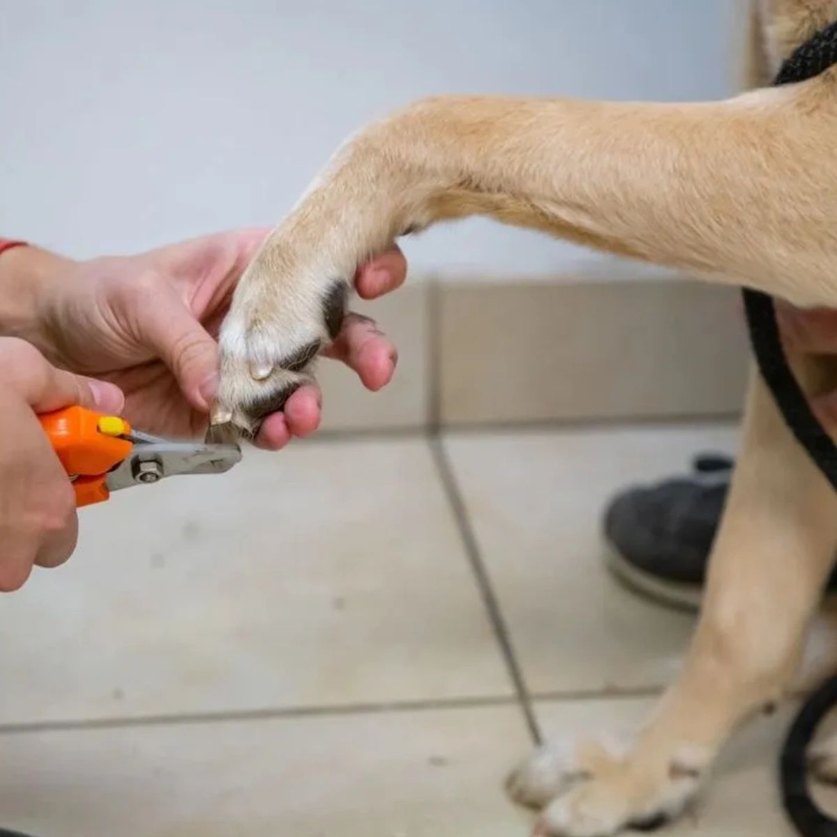 melmodco's tweet image. Tip time! Especially when pups are young, intentionally play with their feet. By doing things like touching their feet, toes, and nails during positive play, you desensitize them to being touched in these areas when it's time for nail trims.