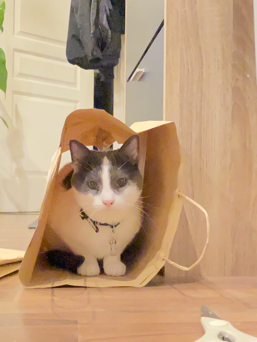 guaguacowcat's tweet image. Curious cat always trying new tiny homes 🏠 
Guagua en train de tester une nouvelle niche de chat 
DIY 最配合的猫模特 ✨
#CatsOfTwitter #tinycat #cathome #DIY #貓