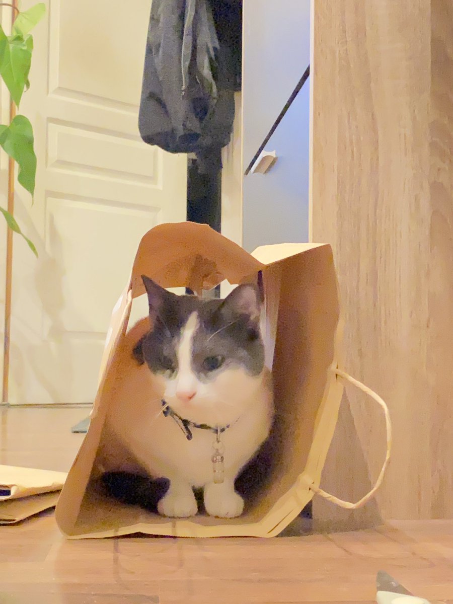guaguacowcat's tweet image. Curious cat always trying new tiny homes 🏠 
Guagua en train de tester une nouvelle niche de chat 
DIY 最配合的猫模特 ✨
#CatsOfTwitter #tinycat #cathome #DIY #貓