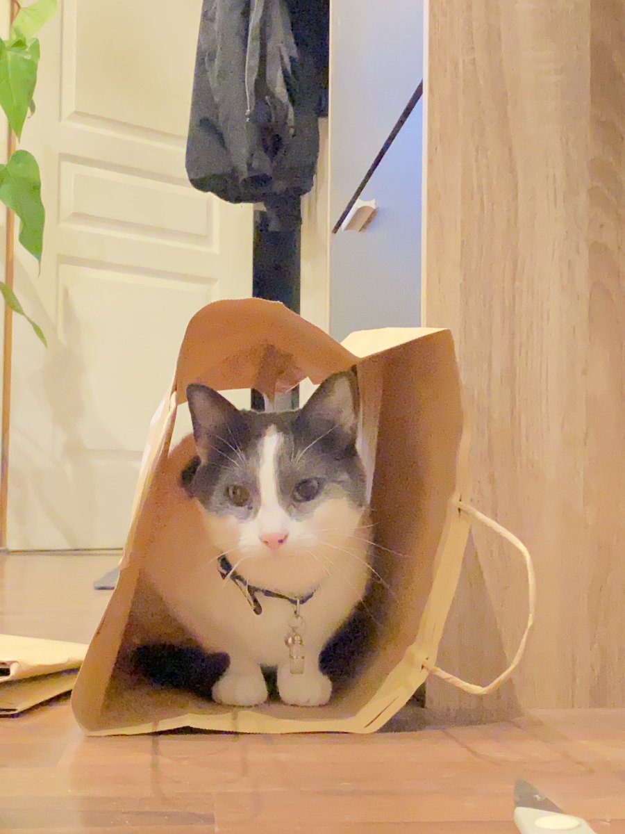 guaguacowcat's tweet image. Curious cat always trying new tiny homes 🏠 
Guagua en train de tester une nouvelle niche de chat 
DIY 最配合的猫模特 ✨
#CatsOfTwitter #tinycat #cathome #DIY #貓