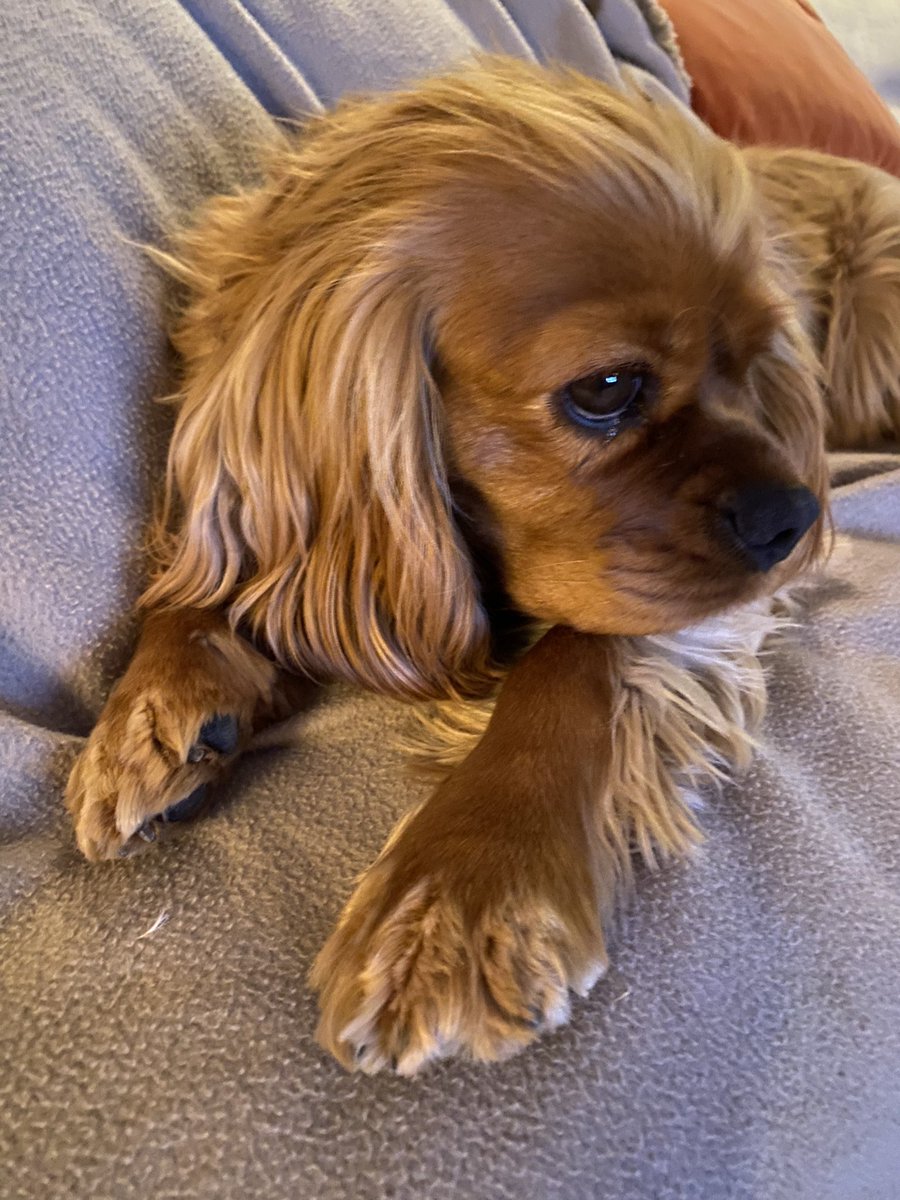 Tracey158's tweet photo. 😢🌈🐶 #PawsForPaul https://t.co/1cCZ2S6OO5