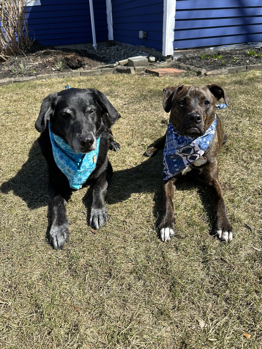 It’s a beautiful Spring day to just lounge in the sunshine. ☀️💚💛 #rosieandriley #rufflife 

#Wednesday #sunshine #spring #dogsoftwitter #dogsontwitter #doglife #dogsarefamily #livingourbestlife