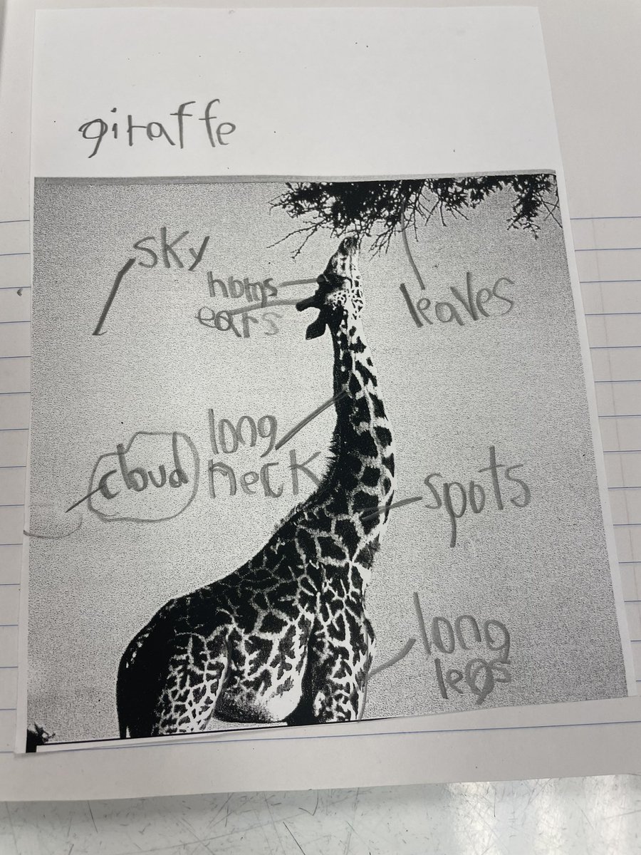 MrsSMendozaCPE's tweet image. #PWIM ,Tree Map,Writing &amp;amp; reading sentences aloud…all on their first month of school. Three, 20-minute lessons.They worked so hard &amp;amp; we’re so proud. 👏 #ELs #Newcomers #readingandwriting @DrCarolSalva @blackbearsroar