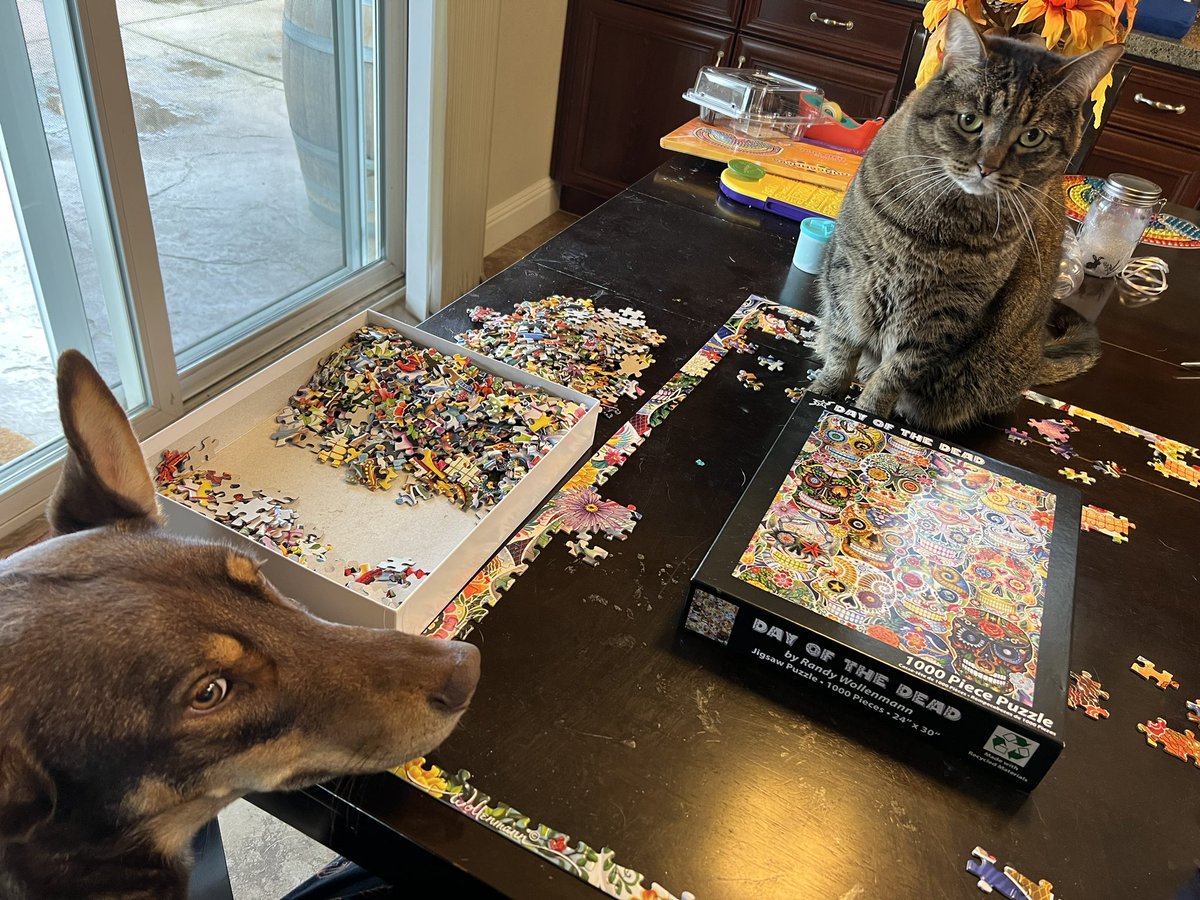 SFGiantsChica's tweet photo. Drinking my vanilla protein shake trying to do a puzzle with my two “helpers” 🙄 #RosieGold #ZeusFitzgerald https://t.co/hXIZS4PLOn