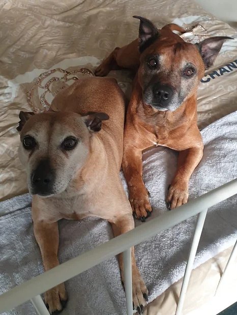 Animal Adoptions UK 🐕‍🦺🐈🐎❤️ tweet media